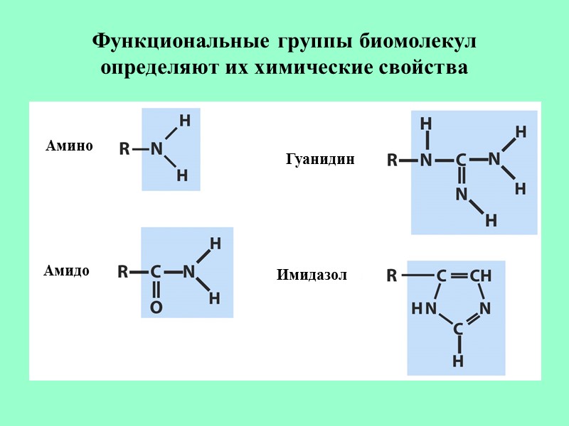 Функциональные группы биомолекул определяют их химические свойства Гуанидин Амино Амидо Имидазол